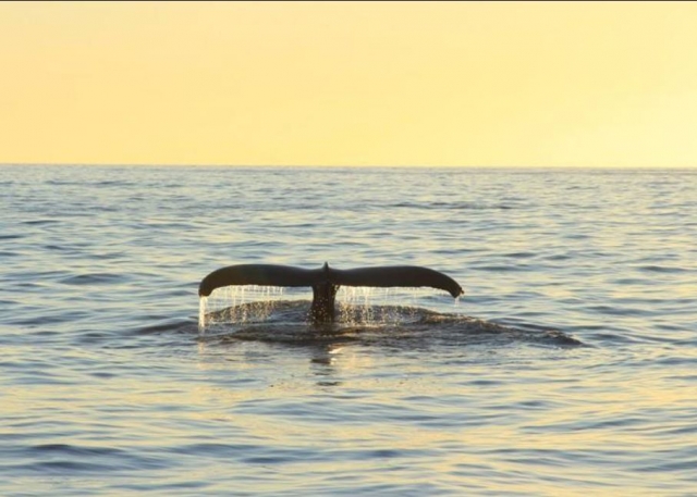 Cola de ballena al atardecer